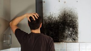 Mold Removal Argay Terrace Portland Oregon