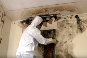 Mold Removal Sellwood Moreland Portland Oregon