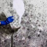 Mold Removal Northeast Portland Oregon