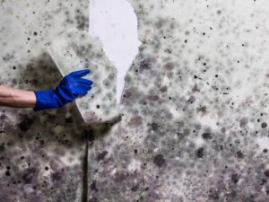 Mold Removal Northeast Portland Oregon
